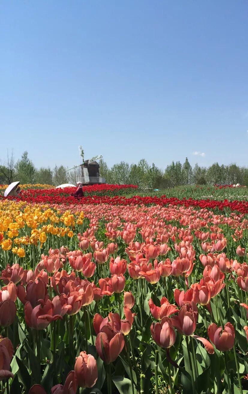 谜语研究，時長菇素，等閑人物。漠漠郁金香在臂