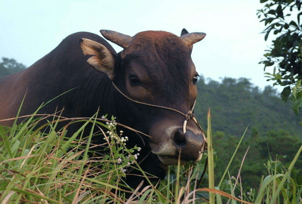 西游谜语大揭秘，牛来做媒牵红线背后的取经密码
