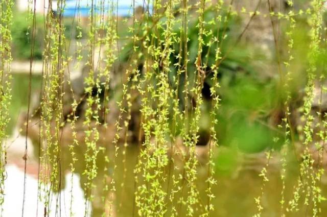 谜戏:无心插柳柳成荫