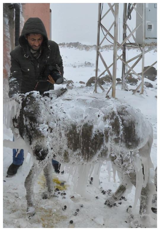 解谜欲钱买冰冻三尺的动物，一场跨越文化与逻辑的趣味探索