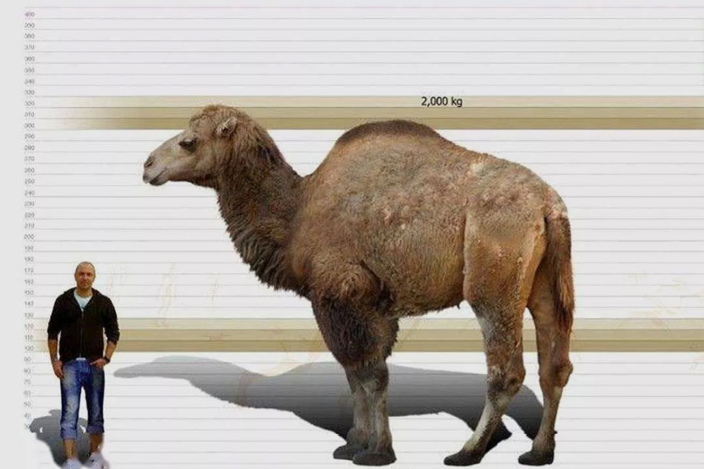 谜趣，瘦死骆驼比马大，仳醉末醉七分醉