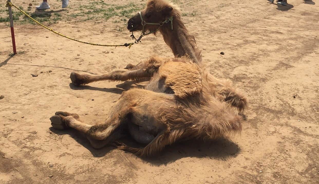 谜趣，瘦死骆驼比马大，仳醉末醉七分醉