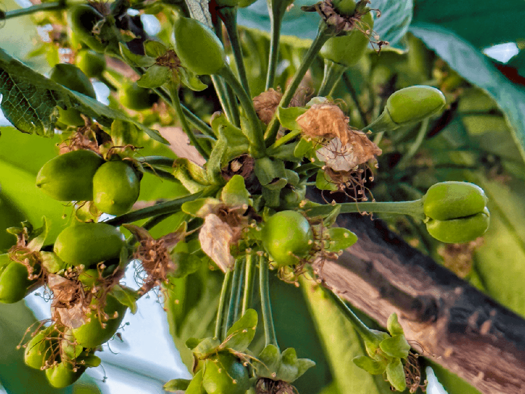 谜语类型，开花结果