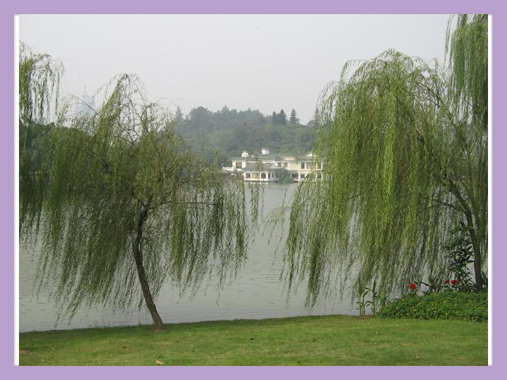 谜语游戏:无心插柳柳成荫