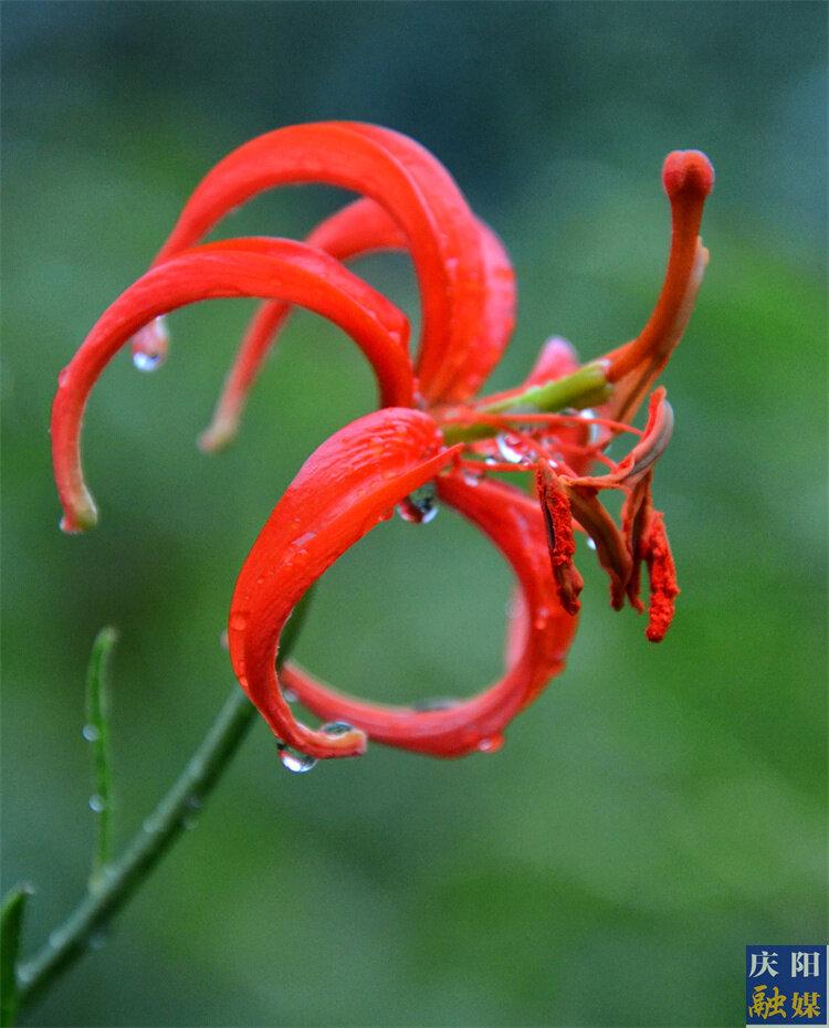 谜语起源，红觉山丹冒雨开