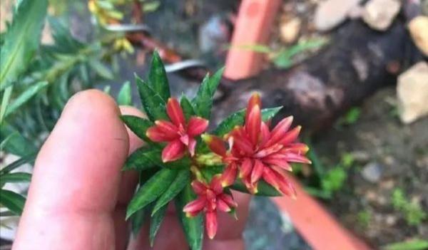 谜团，开花结果—文学教育的深度探索