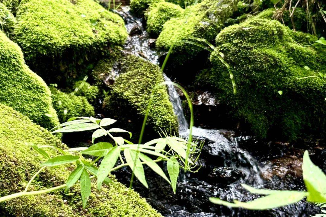 谜语智慧，频苔嫩色涵波绿