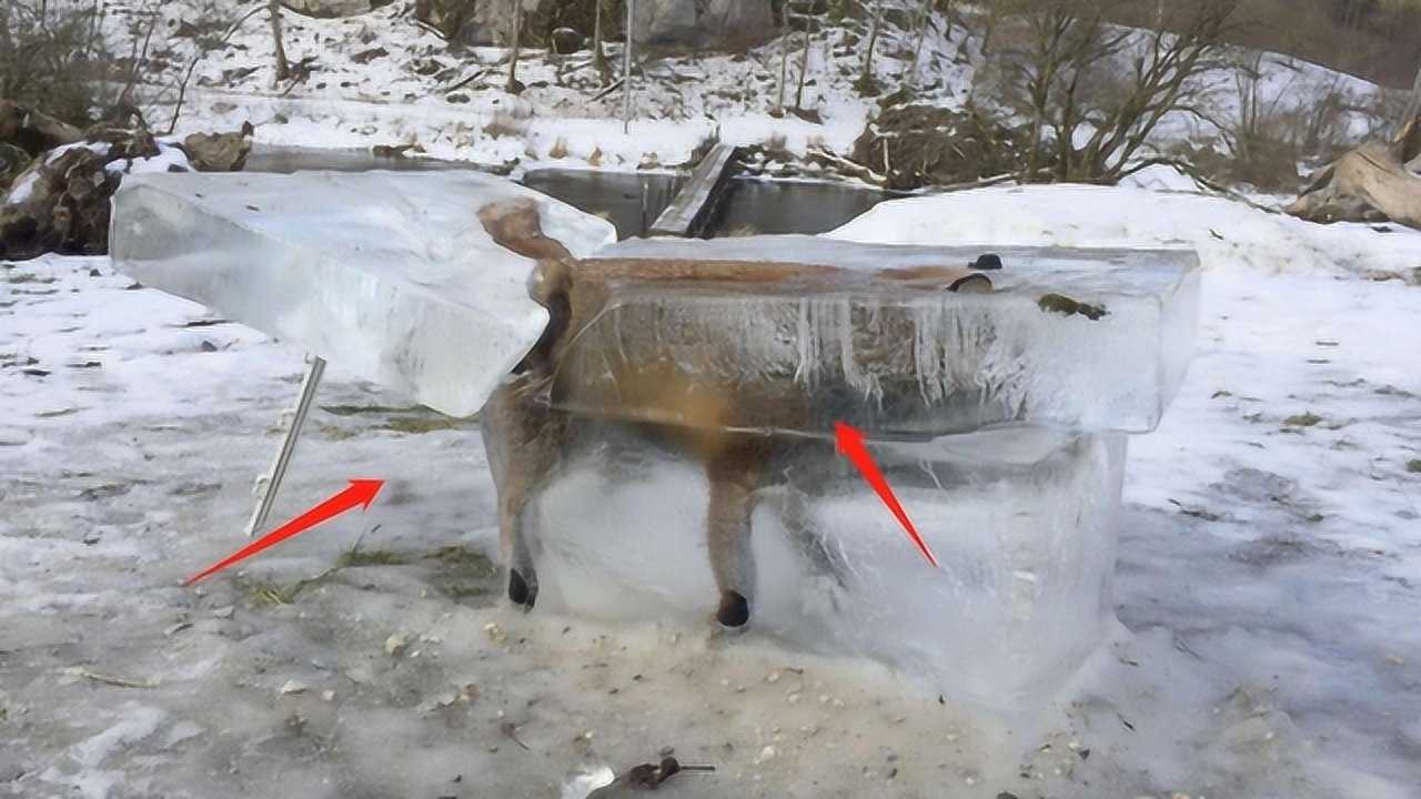 谜语习俗，欲钱买冰冻三尺的动物