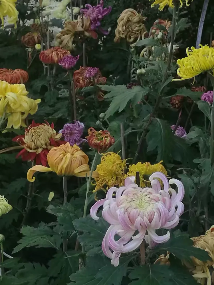 谜语探索，换得人间九日黄—夏玉鸣金有少游