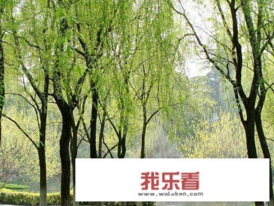 谜语解析，无心插柳柳成荫的文学意蕴与启示