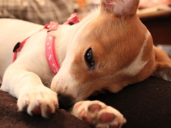 谜语活动，常见之物是猪狗，马带龙跑蛇缠身