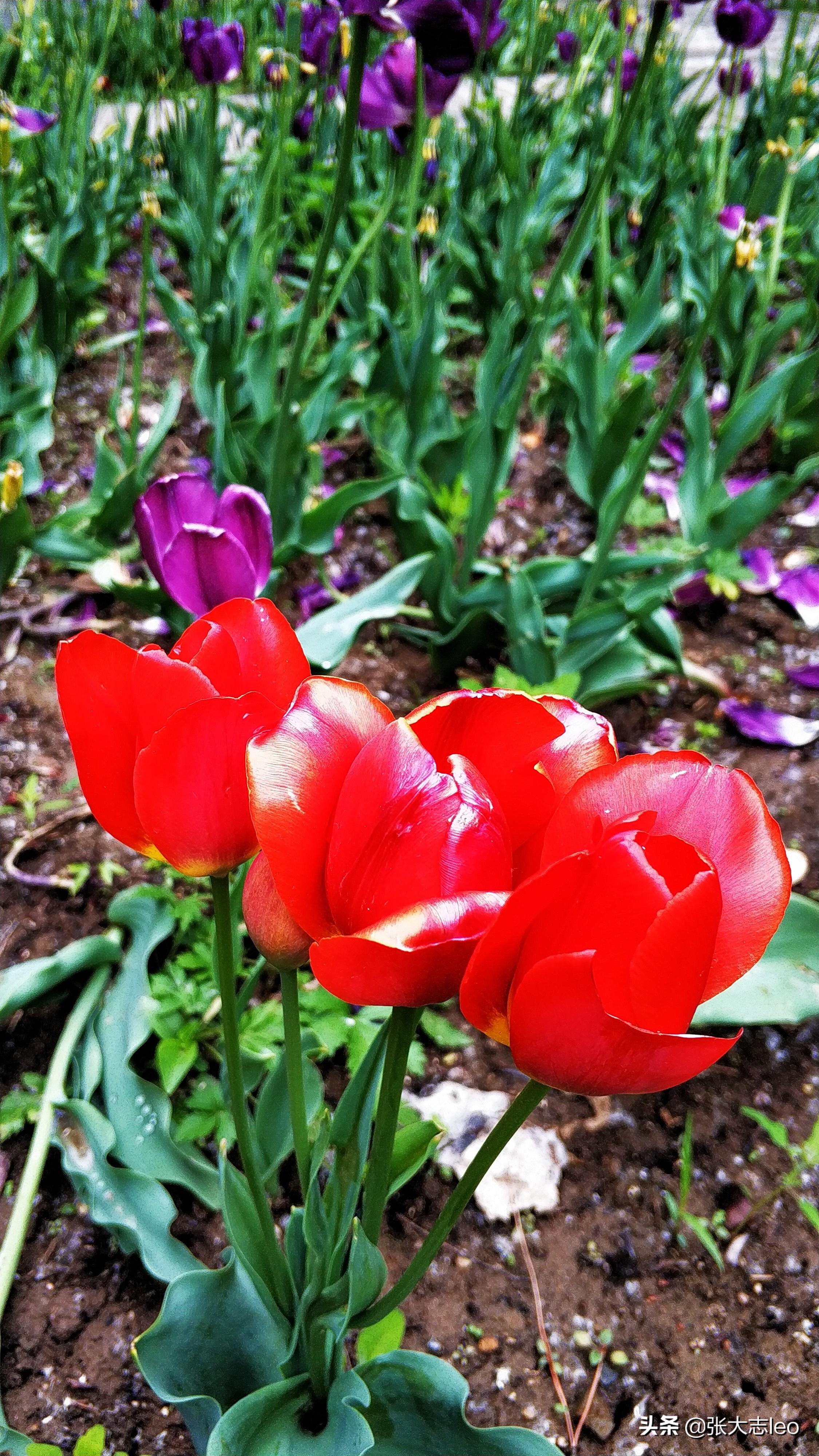 谜语研究，時長菇素，等閑人物。漠漠郁金香在臂