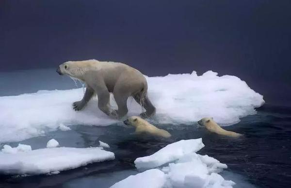 字谜探秘，欲钱买冰冻三尺的动物背后的文化密码