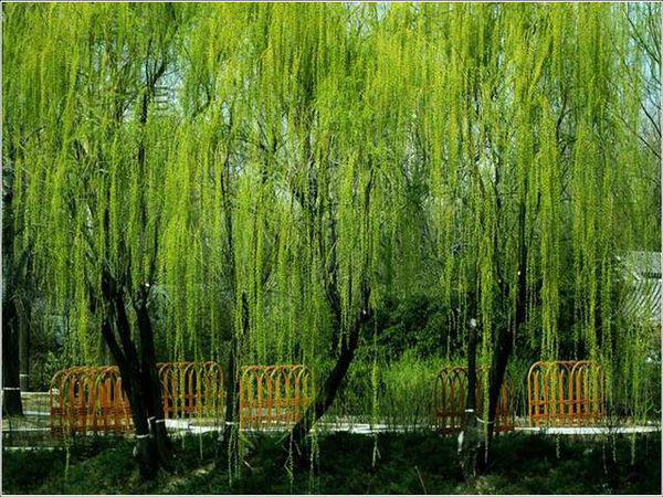 谜语游戏:无心插柳柳成荫