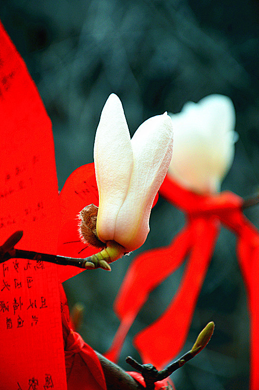 春风不见寻花伴，左对苍山右流水，文学中的自然与人性之谜