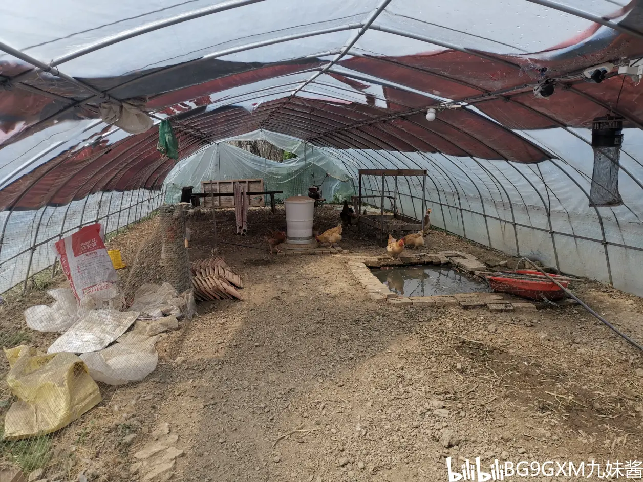 传统谜语的魅力，解析猪棚鸡棚半六九，相伴三车轻郎马聪伴六三九中