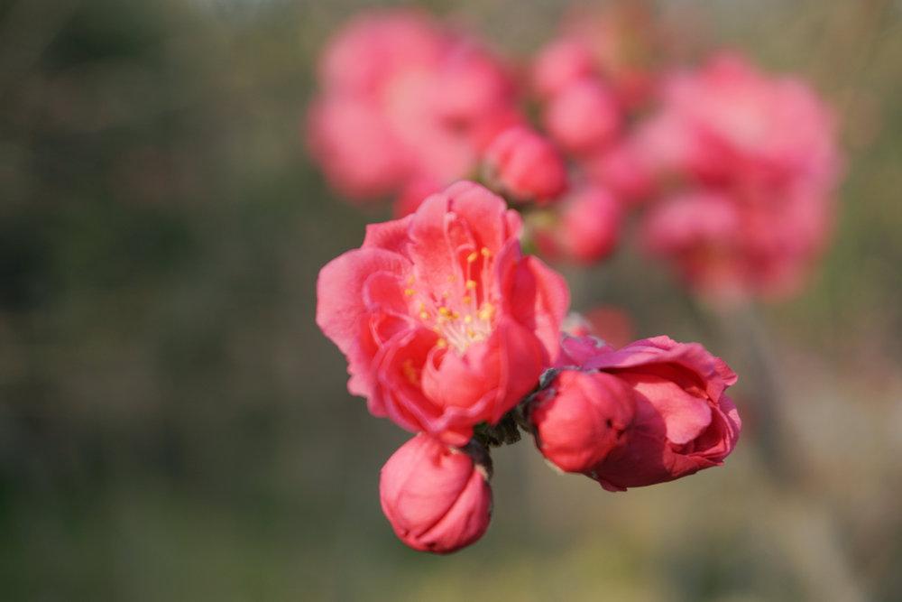 春风不见寻花伴，左对苍山右流水，探索谜语风格的文学魅力