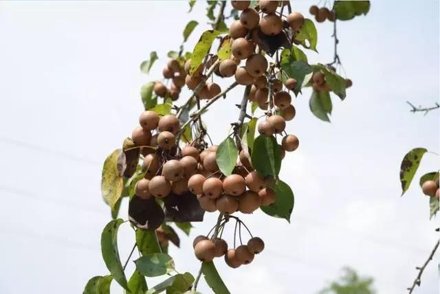 谜语解构:春风不见寻花伴，左对苍山右流水