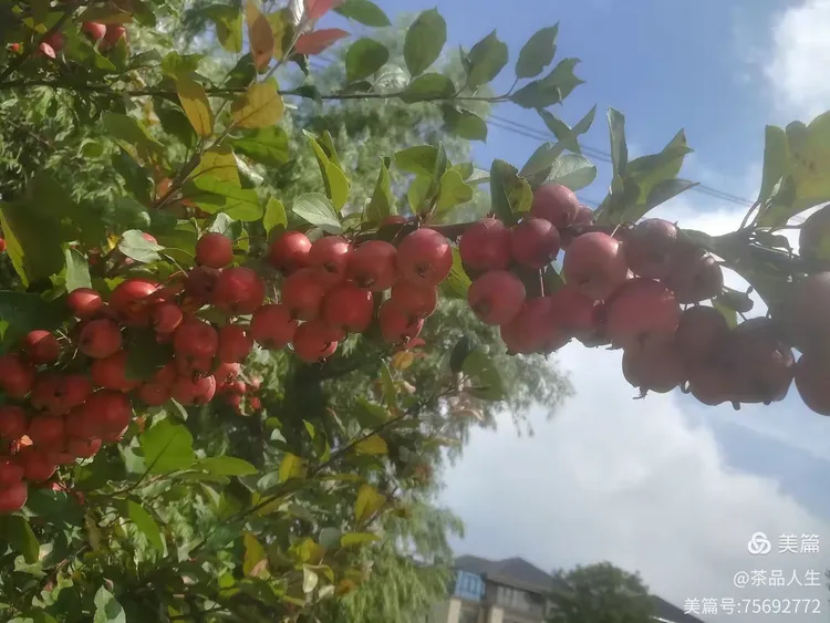 谜语节日，腾云驾雾后接龙，春华秋实猴摘果