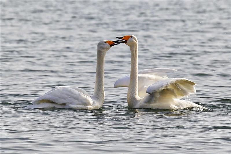 澳门白天鹅网站，云端之上的奢华秘境，数字时代的东方瑰宝