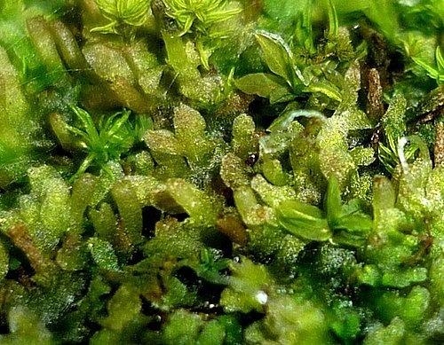 谜语学习，频苔嫩色涵波绿