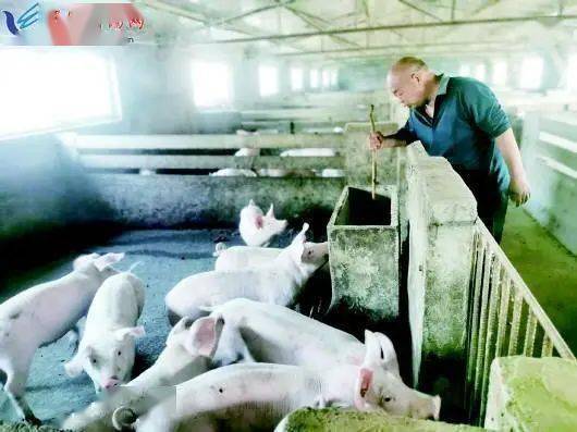 谜语书籍中的智慧，解码猪棚鸡棚半六九，相伴三车轻郎马聪伴六三九中