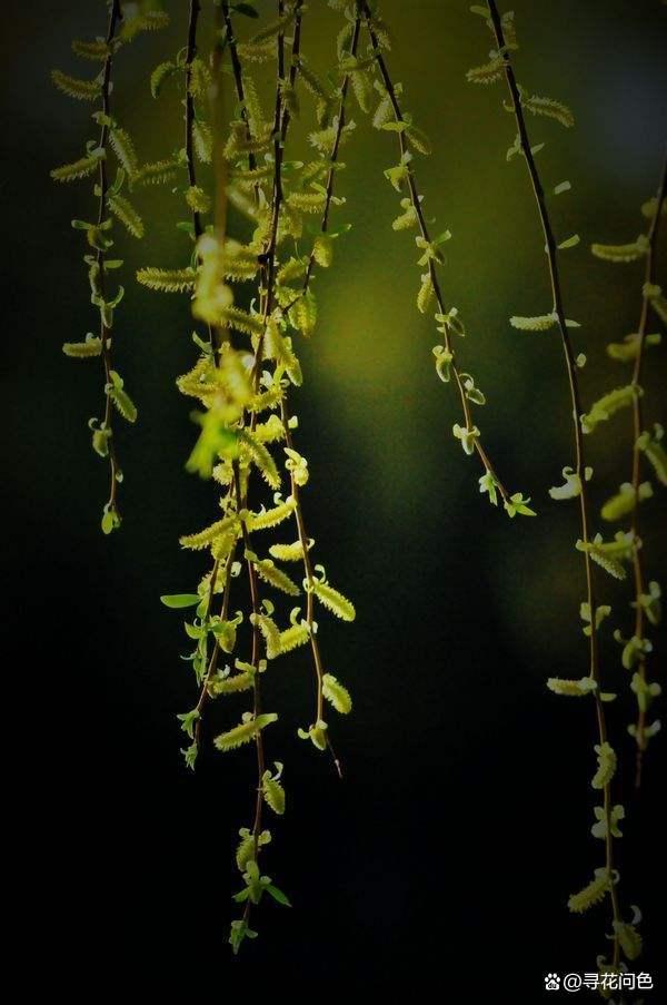 谜语发展:无心插柳柳成荫