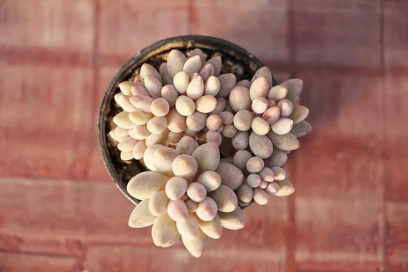 谜语吸引力，十个指头春秋飞，提更高望更远