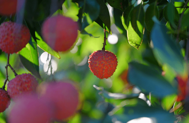庭院春深探生肖，荔枝桃花映真章