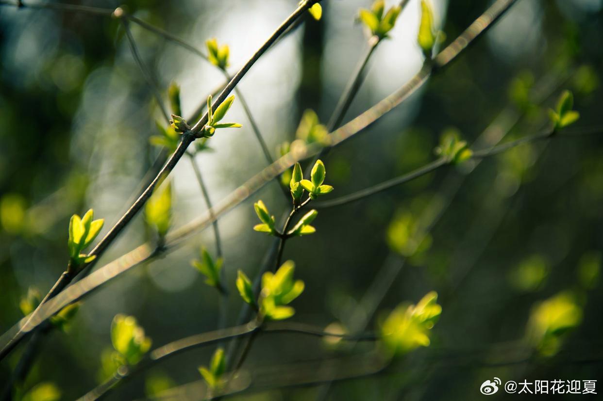 春风豆营抽新绿，解读谜语今期马虎牛出特