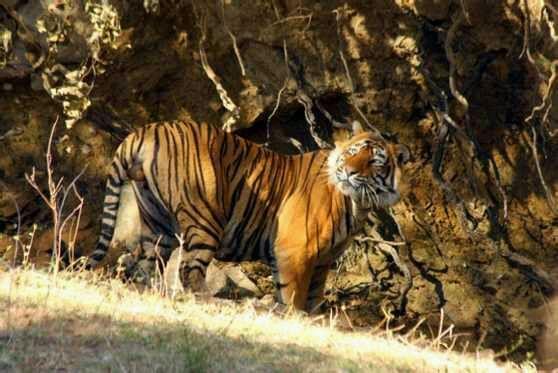 谜语爱好者，落草为寇