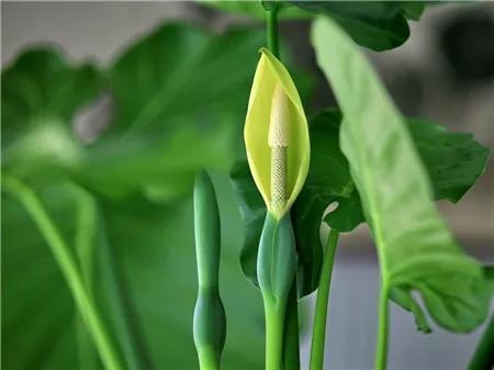 谜语教育，开花结果