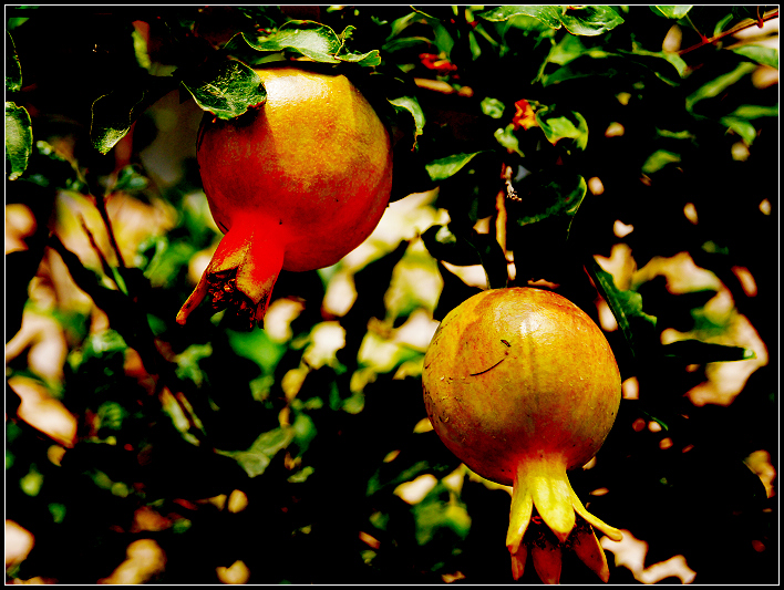 谜语社群，腾云驾雾后接龙，春华秋实猴摘果