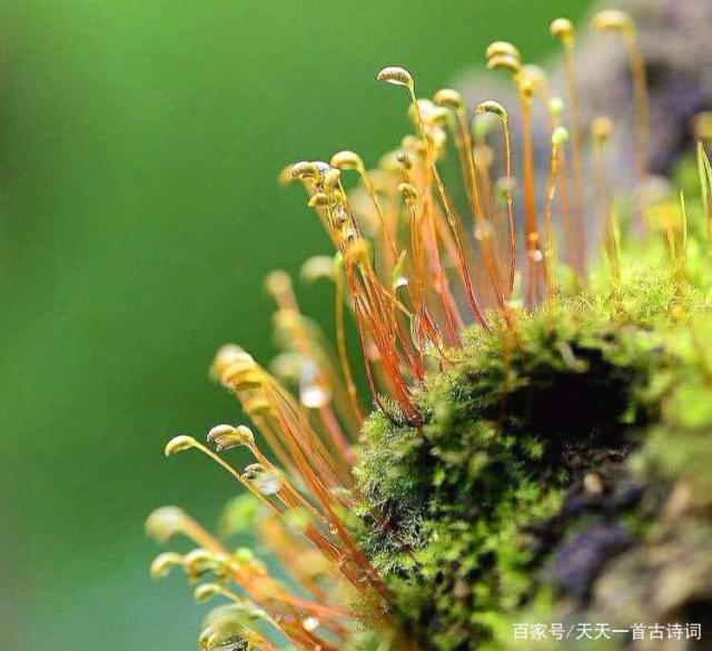 谜语智慧，频苔嫩色涵波绿