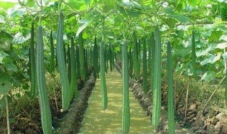 谜语时光:疏梅横斜水清浅，瘦竹低垂月未央