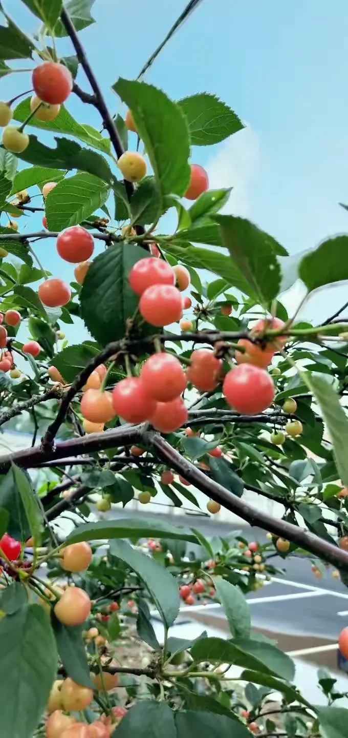 谜语聚会，腾云驾雾后接龙，春华秋实猴摘果