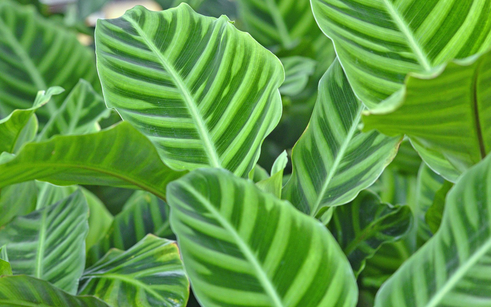 推理谜，频苔嫩色涵波绿