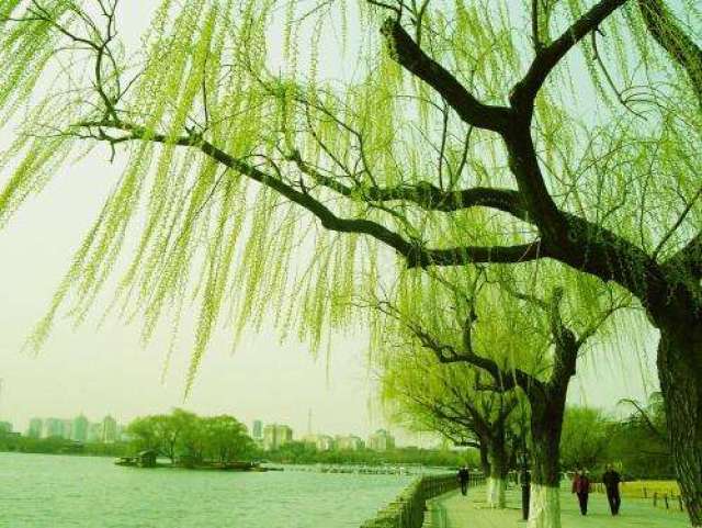 谜语解析，无心插柳柳成荫的文学意蕴与启示