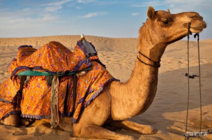 解密千年谜题，瘦死骆驼比马大与仳醉末醉七分醉的智慧密码