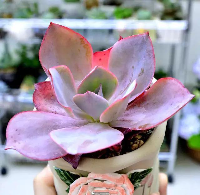 谜语起源，适者生存