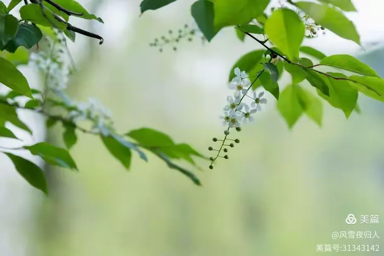 谜语解析与文学之美，探索今期马虎牛出特，春风豆营抽新绿的深层含义