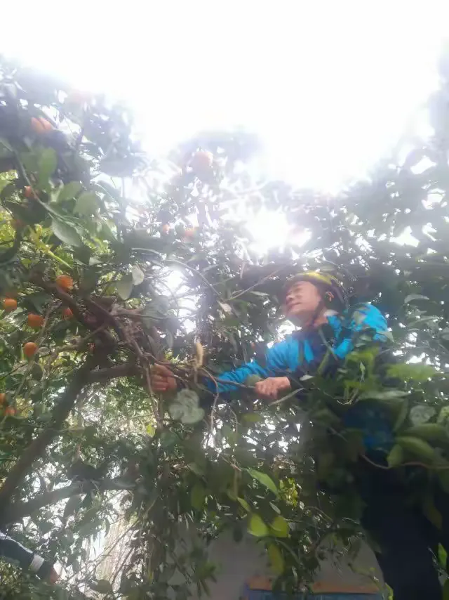 谜语学术，腾云驾雾后接龙，春华秋实猴摘果