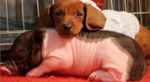 谜语社群，常见之物是猪狗，马带龙跑蛇缠身