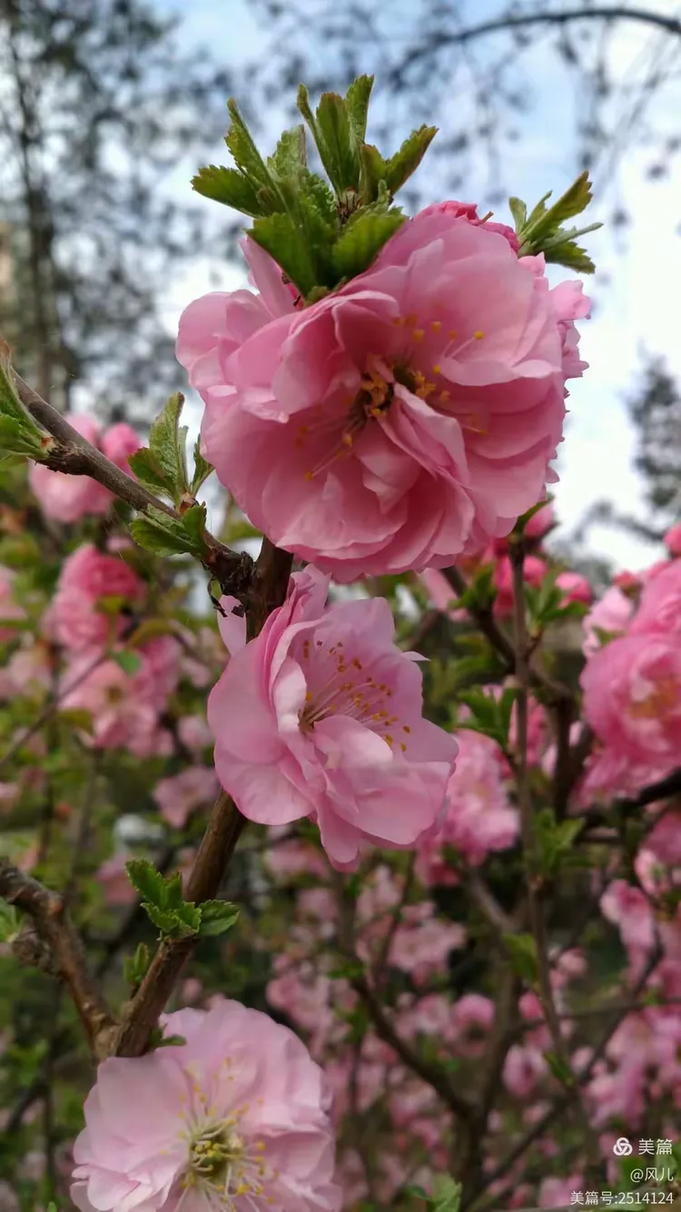 谜语手册，春花怒放