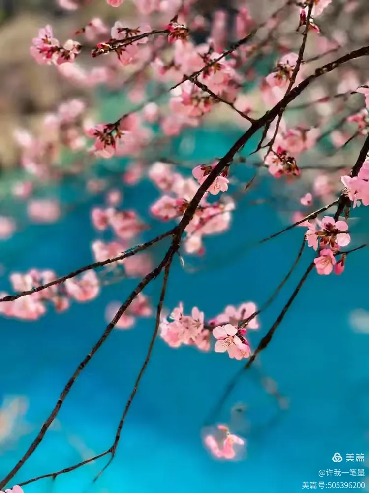 春风不见寻花伴，左对苍山右流水，一场文学与智慧的谜语游戏