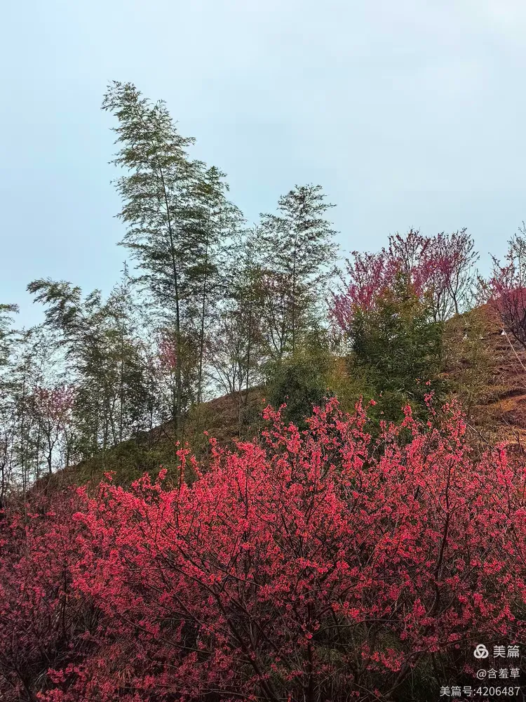 谜语探秘，红英初绽倚春山，蓝溪绕岸水潺潺