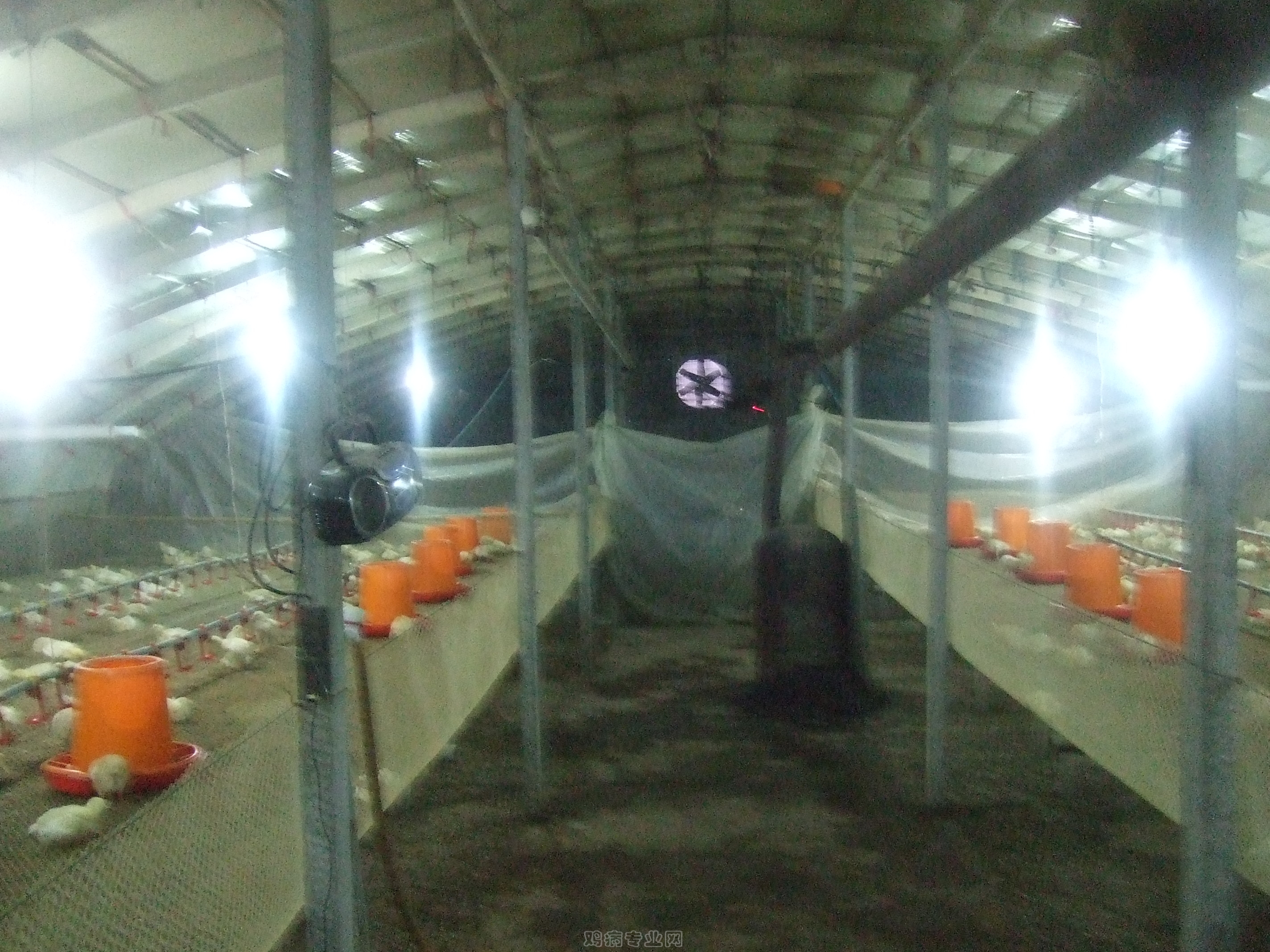 传统谜语的魅力，解析猪棚鸡棚半六九，相伴三车轻郎马聪伴六三九中