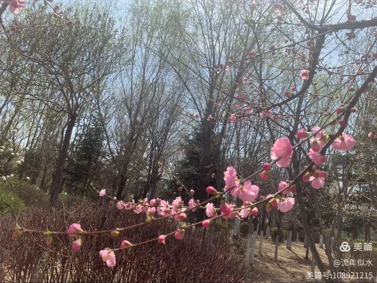 春风不见寻花伴，左对苍山右流水，一场文学与智慧的谜语游戏