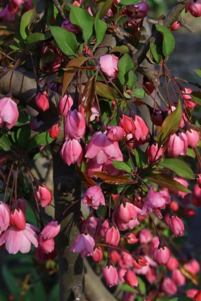 谜面:开花结果—文学教育中的隐喻与启示