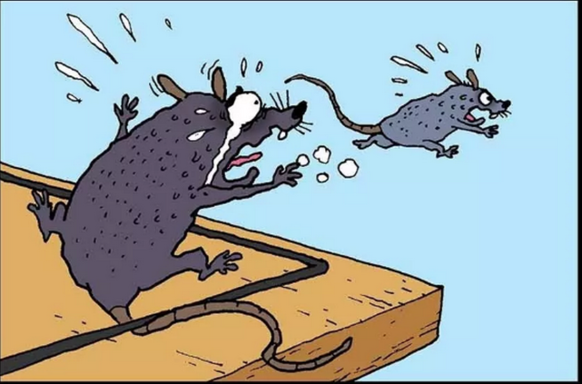 谜语教育，探索鼠钻牛角的深层含义